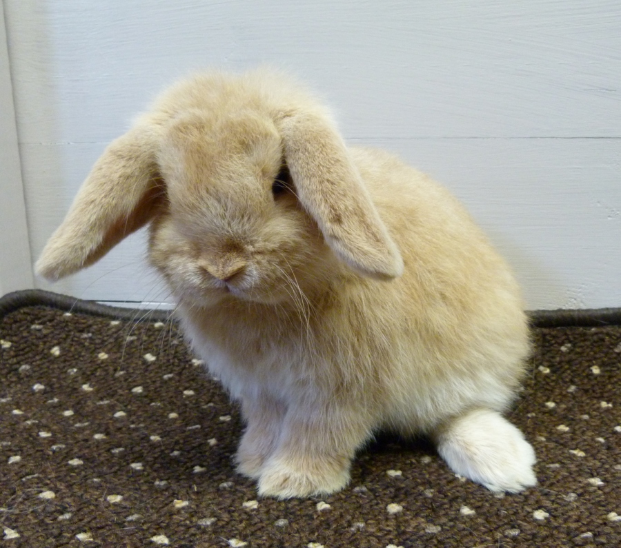 Mini Lop Adulto Dwarf Incredible Cheapest Fantastic Lop High